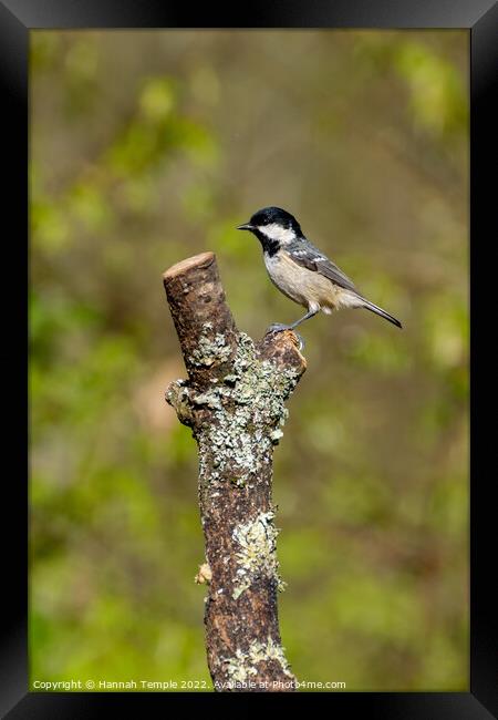 Coal Tit  Framed Print by Hannah Temple