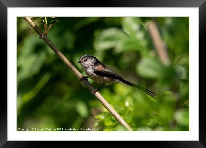 Long tailed tit  Framed Mounted Print by Hannah Temple