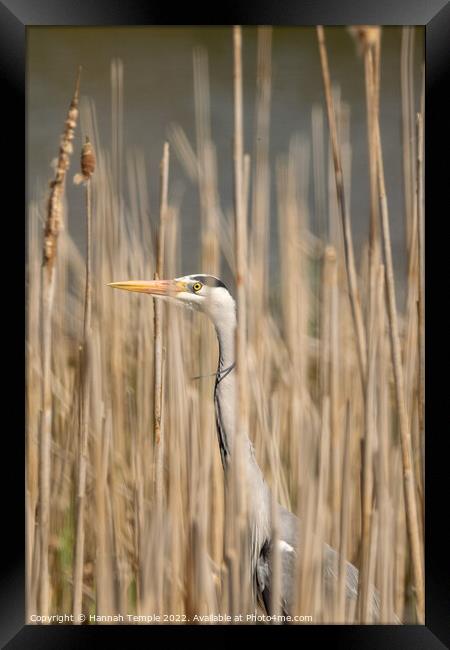 Grey heron  Framed Print by Hannah Temple