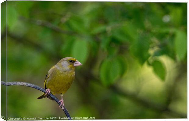 Greenfinch Canvas Print by Hannah Temple
