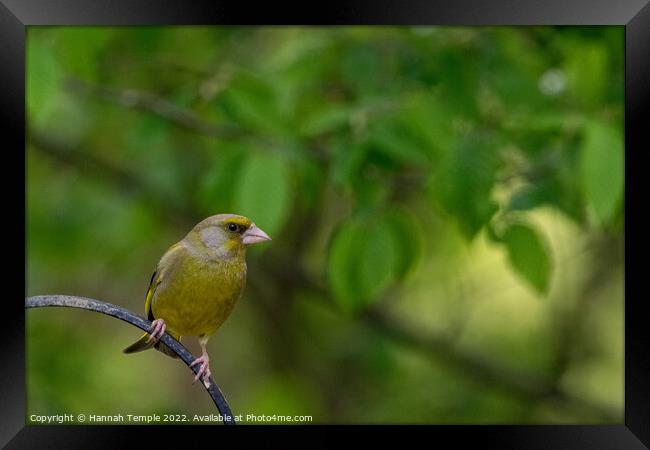 Greenfinch Framed Print by Hannah Temple