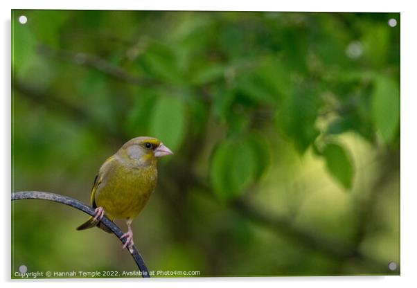 Greenfinch Acrylic by Hannah Temple