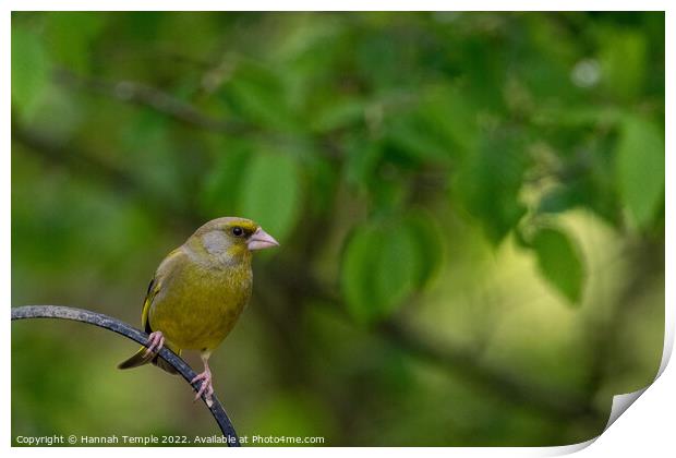 Greenfinch Print by Hannah Temple