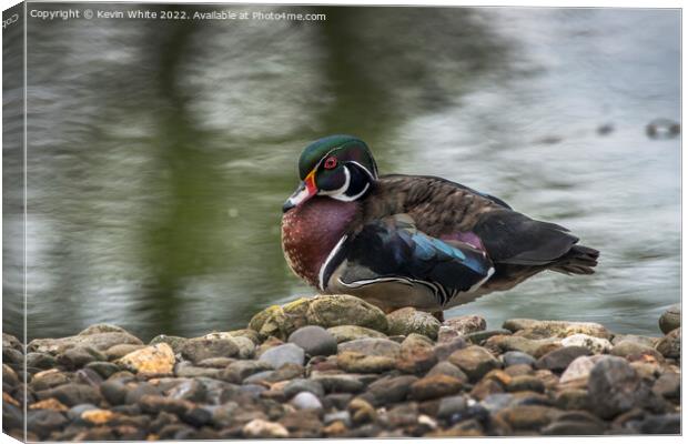 American Wood Duck Canvas Print by Kevin White