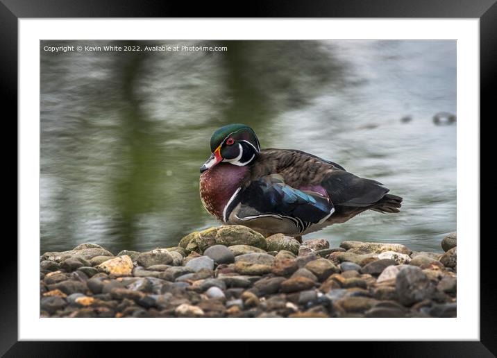 American Wood Duck Framed Mounted Print by Kevin White