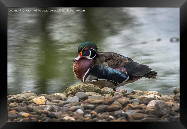 American Wood Duck Framed Print by Kevin White