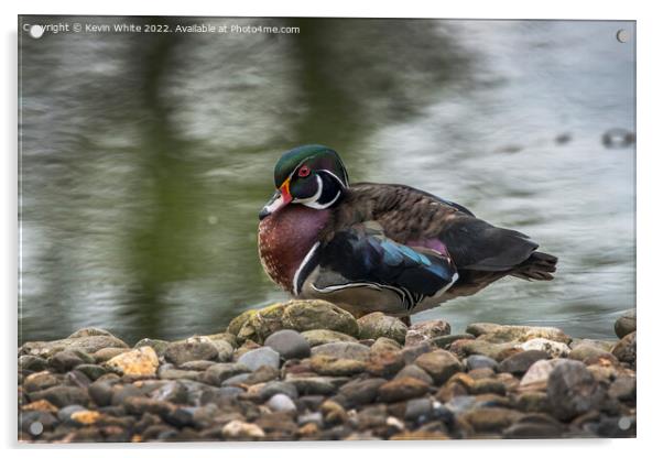 American Wood Duck Acrylic by Kevin White