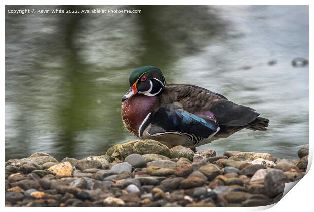 American Wood Duck Print by Kevin White