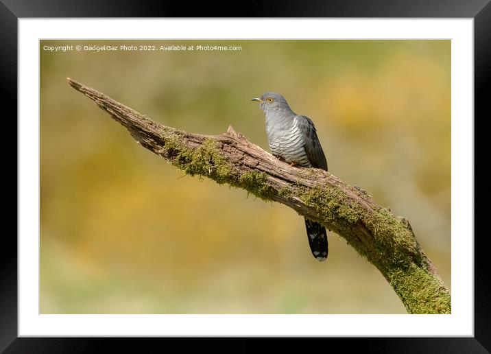 Colin the Cuckoo Portrait Framed Mounted Print by GadgetGaz Photo