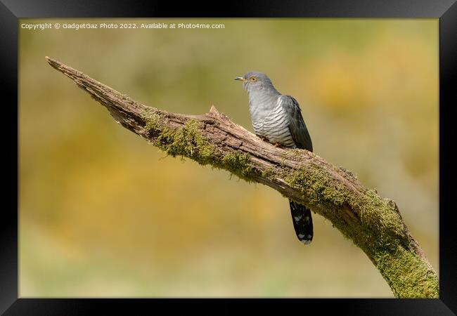 Colin the Cuckoo Portrait Framed Print by GadgetGaz Photo