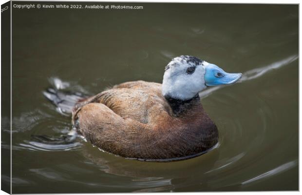 White Headed Duck threatened species Canvas Print by Kevin White