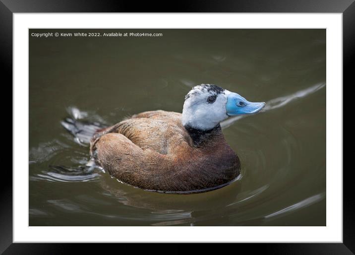 White Headed Duck threatened species Framed Mounted Print by Kevin White