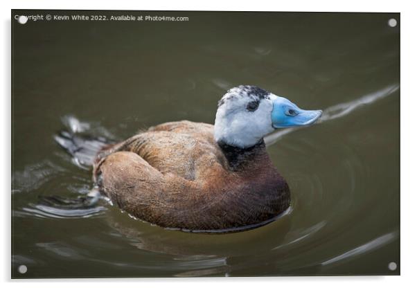 White Headed Duck threatened species Acrylic by Kevin White