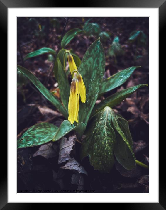 Plant leaves Framed Mounted Print by Craig Weltz