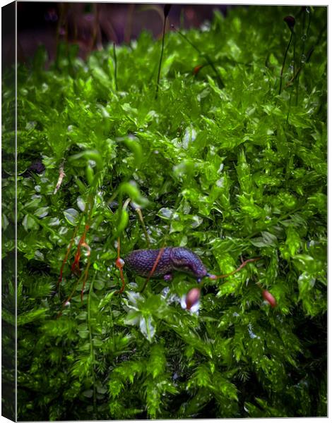 Snail on a moist bed of moss Canvas Print by Craig Weltz