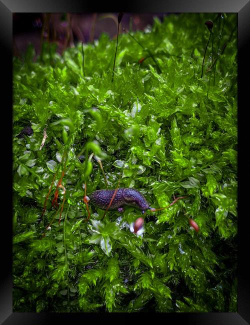 Snail on a moist bed of moss Framed Print by Craig Weltz