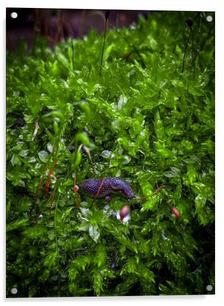 Snail on a moist bed of moss Acrylic by Craig Weltz
