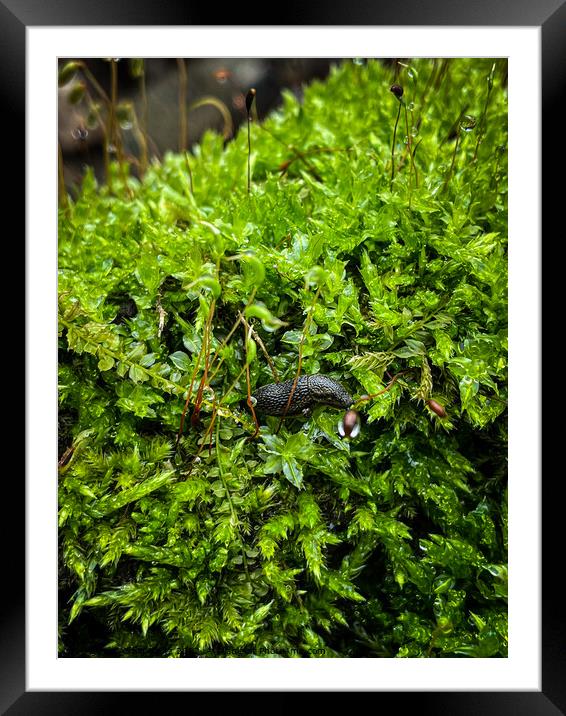 Green Moss With A Snail Framed Mounted Print by Craig Weltz
