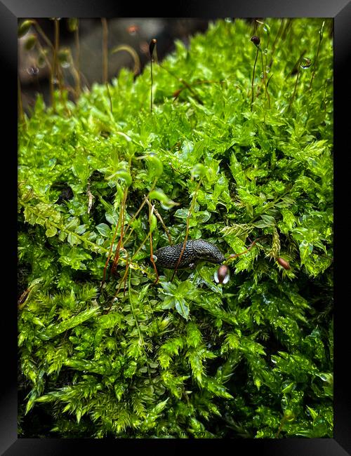 Green Moss With A Snail Framed Print by Craig Weltz