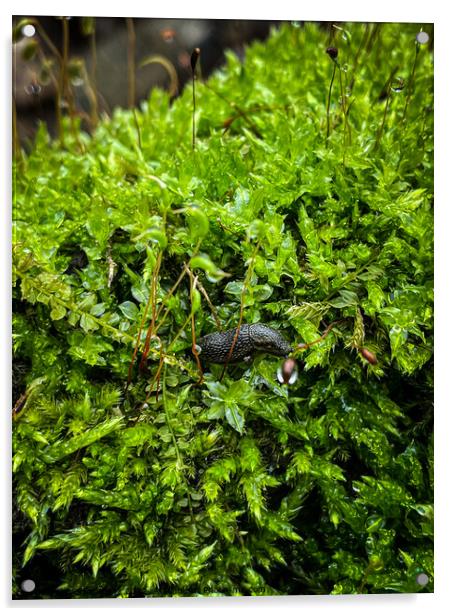 Green Moss With A Snail Acrylic by Craig Weltz