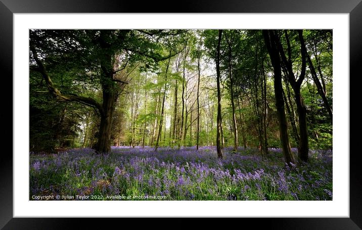 Bluebells in the Wood Framed Mounted Print by Jules Taylor