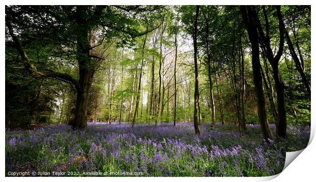 Bluebells in the Wood Print by Jules Taylor
