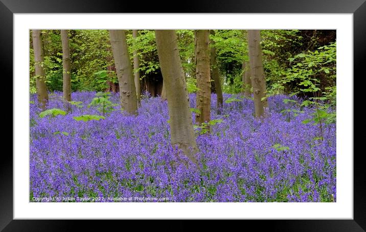 Bluebells in Spring Framed Mounted Print by Jules Taylor