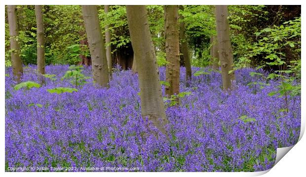 Bluebells in Spring Print by Jules Taylor