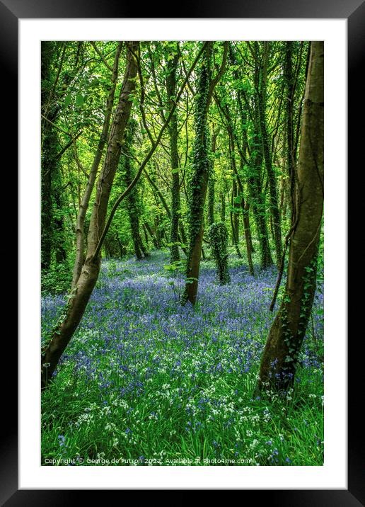 Bluebell Wood Framed Mounted Print by George de Putron