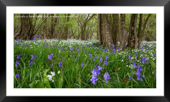 Bluebells and Wild Garlic Framed Mounted Print by Derek Daniel