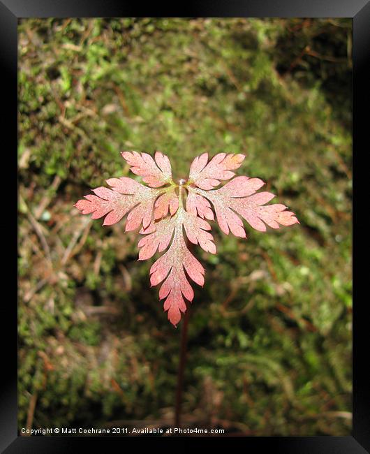 Stinking Bob Leaf Framed Print by Matt Cochrane