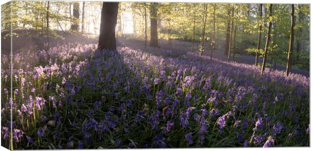 Bluebell Woods Canvas Print by David Semmens