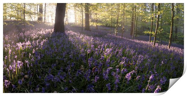 Bluebell Woods Print by David Semmens