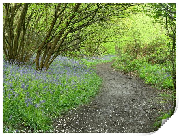 Bluebell Woodland Print by Tom Curtis