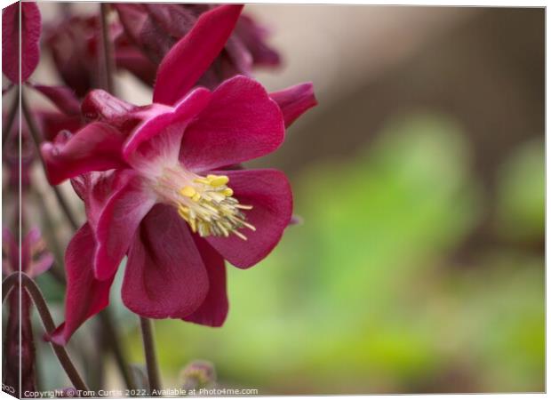 Aquilegia Red Canvas Print by Tom Curtis