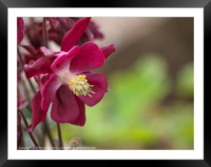 Aquilegia Red Framed Mounted Print by Tom Curtis