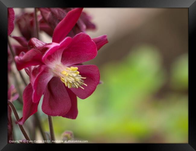 Aquilegia Red Framed Print by Tom Curtis