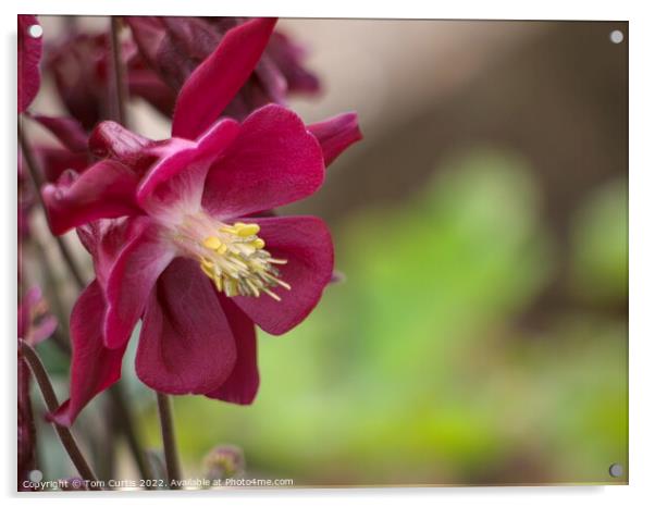 Aquilegia Red Acrylic by Tom Curtis