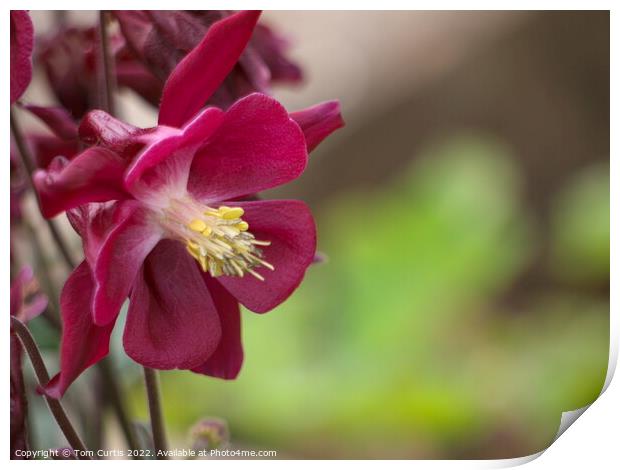 Aquilegia Red Print by Tom Curtis