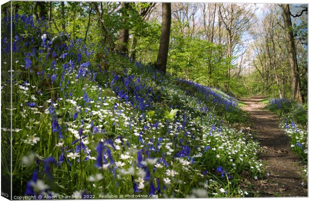 Bluebell and Stitchwort Wood, Yorkshire  Canvas Print by Alison Chambers