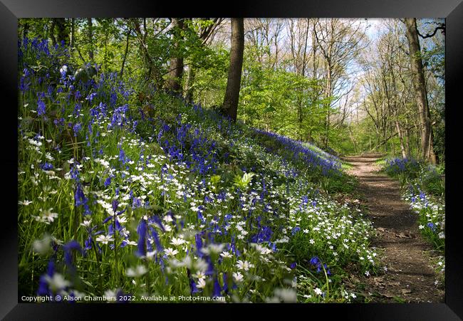 Bluebell and Stitchwort Wood, Yorkshire  Framed Print by Alison Chambers