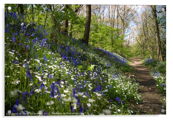 Bluebell and Stitchwort Wood, Yorkshire  Acrylic by Alison Chambers