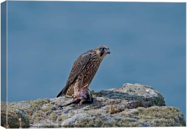 Young Peregrine Falcon with prey on the Cornish coast  Canvas Print by Anthony miners
