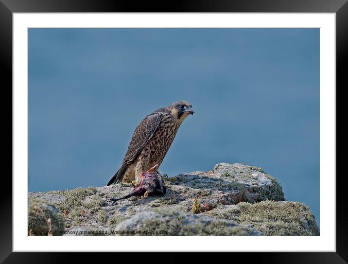 Young Peregrine Falcon with prey on the Cornish coast  Framed Mounted Print by Anthony miners