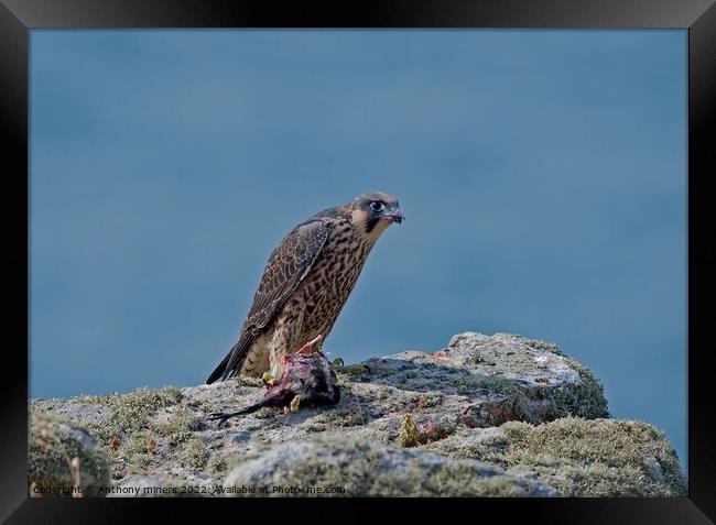 Young Peregrine Falcon with prey on the Cornish coast  Framed Print by Anthony miners