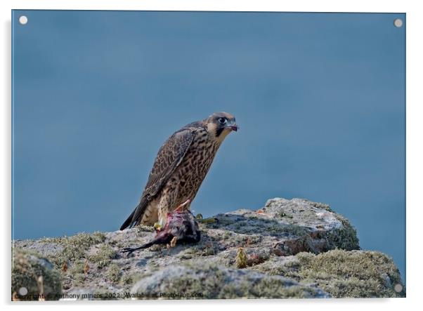 Young Peregrine Falcon with prey on the Cornish coast  Acrylic by Anthony miners
