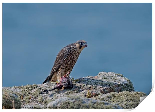 Young Peregrine Falcon with prey on the Cornish coast  Print by Anthony miners