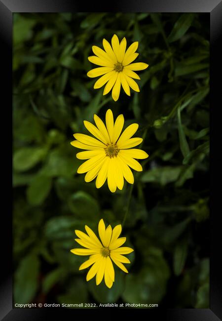 Yellow Osteospermum   Framed Print by Gordon Scammell