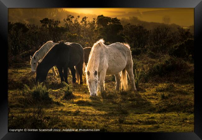 Wild Bodmin Moor Ponies grazing at the end of the  Framed Print by Gordon Scammell