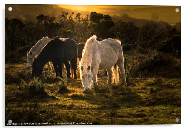 Wild Bodmin Moor Ponies grazing at the end of the  Acrylic by Gordon Scammell